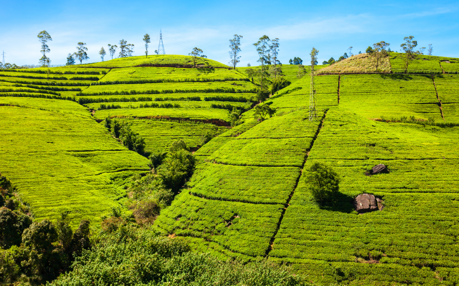 Sun-drenched terraced tea plantations rolling across the central highlands near Nuwara Eliya.