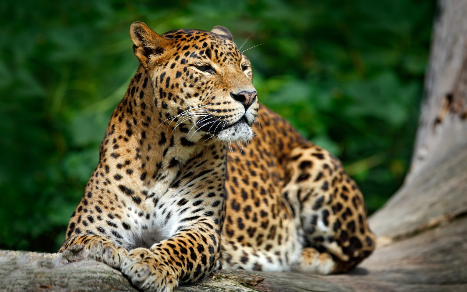 A wild Sri Lankan leopard resting on a sun-warmed granite boulder in Yala National Park.